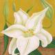 Lillies Divine