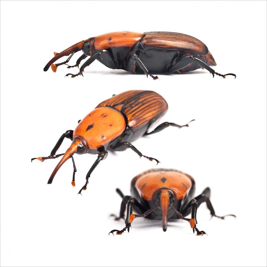 Rhynchophorus ferrugineus Rhynchophorus ferrugineus