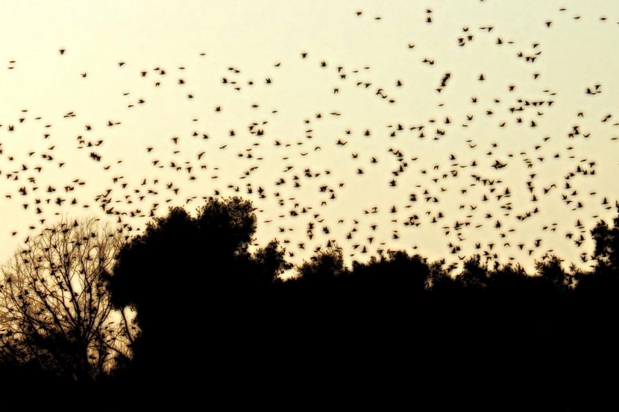 Il volo delle anime libere 