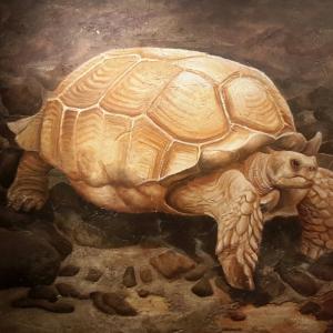 La vecchia tartaruga.....