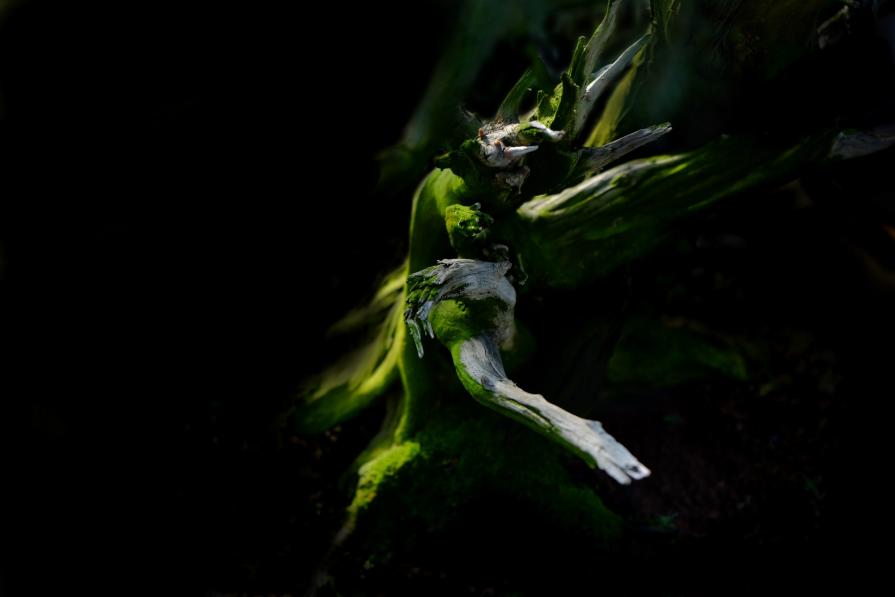 Untitled (jin and share)