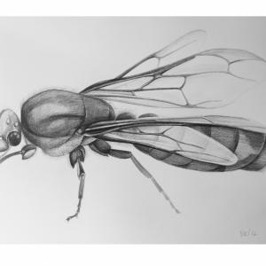 ant/soldier ant/soldier