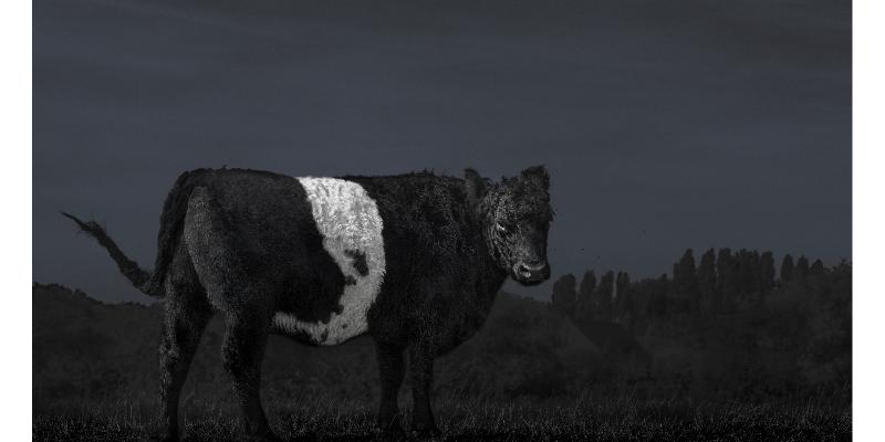 ASSOCIATION OF PHOTOGRAPHERS AWARDS 2017 ASSOCIATION OF PHOTOGRAPHERS AWARDS 2017