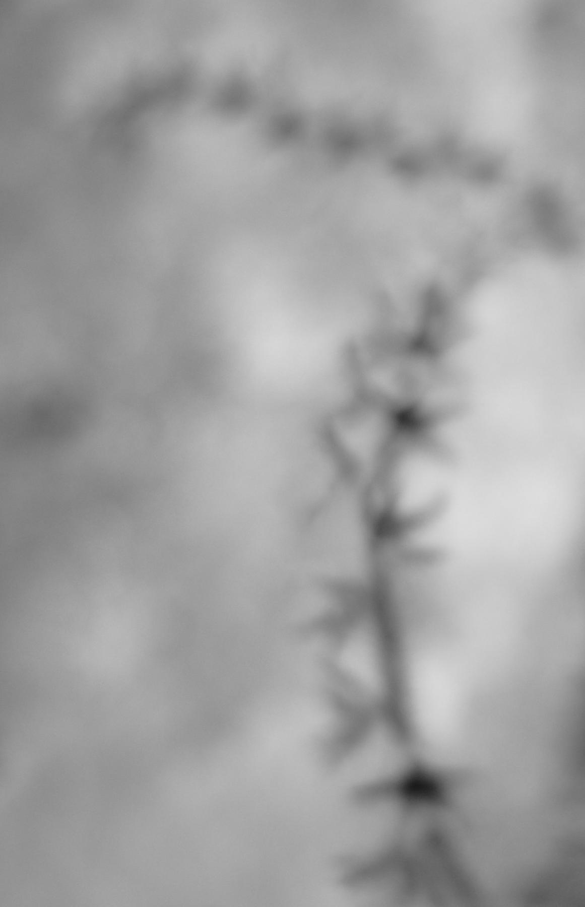 "Vowel" is apart of the exhibition "Another View / Black and White" SerenArte Organization