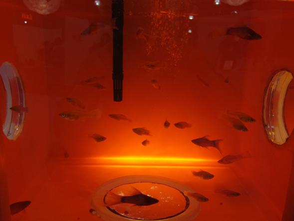 Underworld Orangequarium