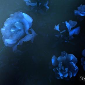  Under The Moonlight-2 (In My Strange Garden)