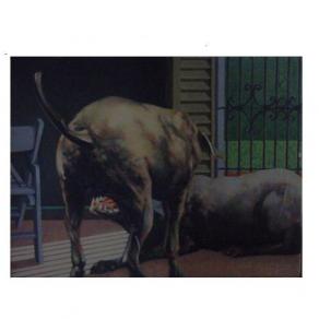 combattimento tra cani