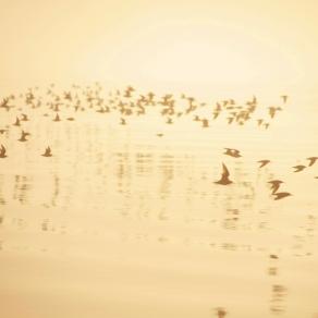 fantasma...gorico volo di limicoli