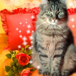 Il mio nome ë Tempesta e quí Comando io !!!!!