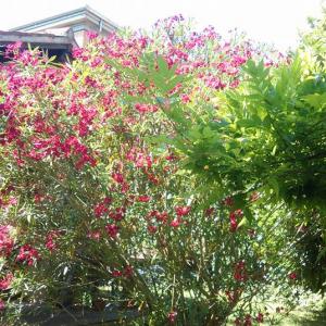 “..ED E' ESTATE!” la Natura e i Colori della Luce “..ED E' ESTATE!” la Natura e i Colori della Luce