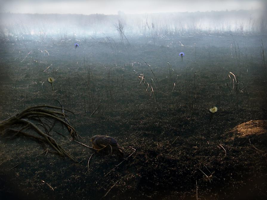 The Dandelion and the Dove The Dandelion and the Dove