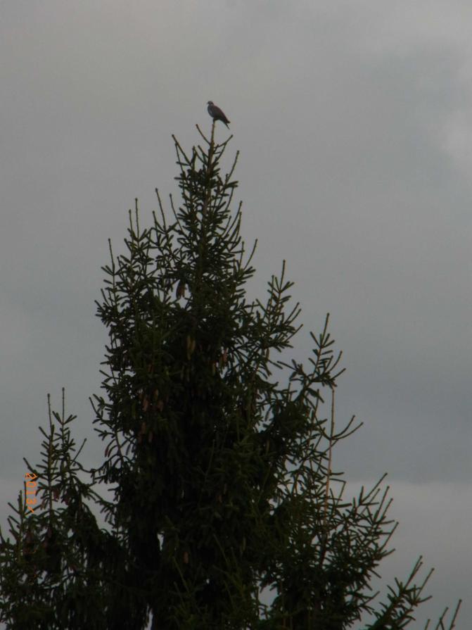 It was a Deaf It was a Deaf