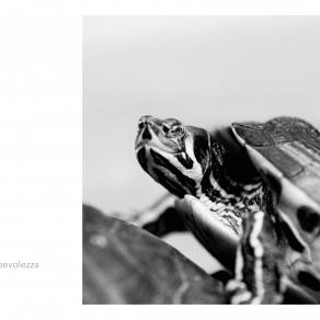 Abbecedario - Consapevolezza