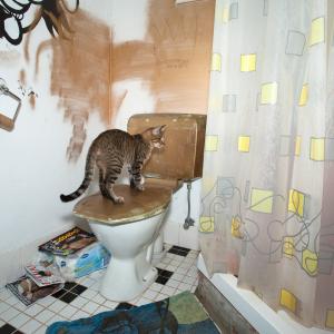 Domestic Animals: Bobby