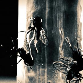 Intrappolati come le mosche (Trapped like flies) 