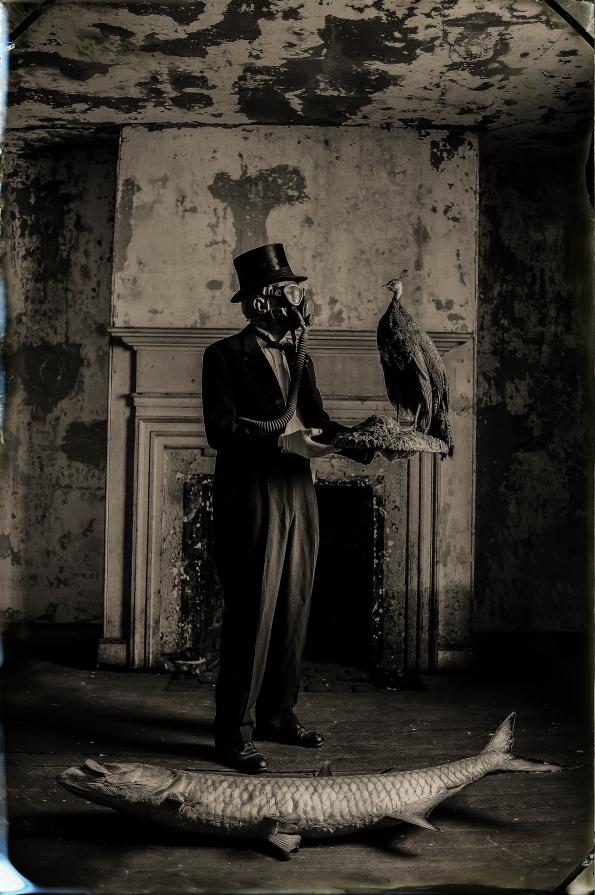 Cauda Pavonis Cauda Pavonis