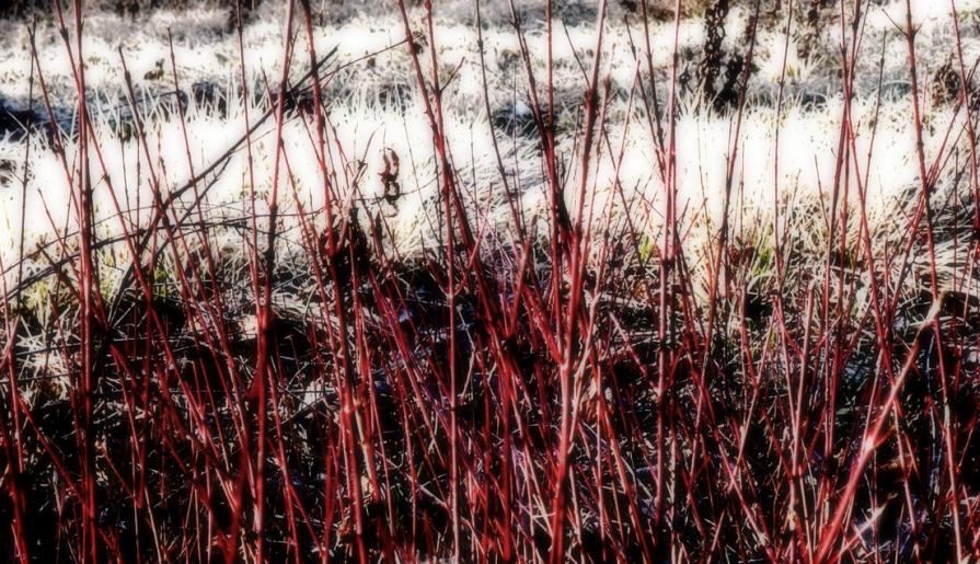 Prima di incontrare il lupo   (Before meeting the wolf ) 