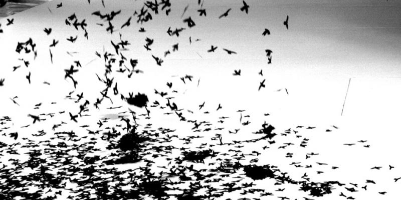 Ciò che non muta - Elvio Chiricozzi