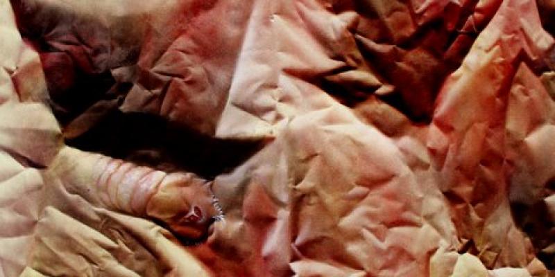 Metamorfosi della Vita e della Forma