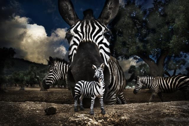 TRUE & FALSE TRUE & FALSE