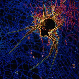 Spider