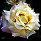 rosa gialla 