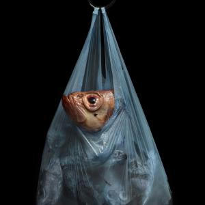 Plastic Society , The Cowards Plastic Society , The Cowards