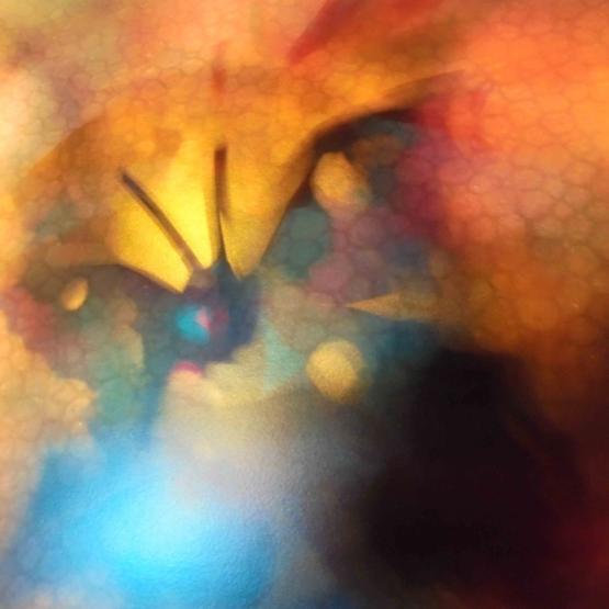 I COLORI DELLA BIODIVERSITÀ