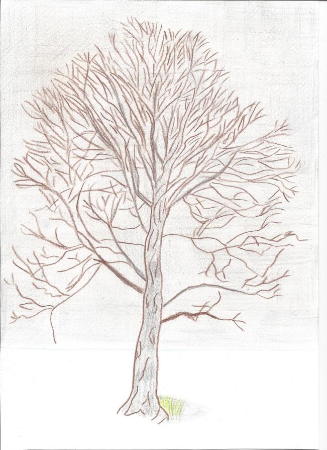 L'albero avvolto dalla nebbia