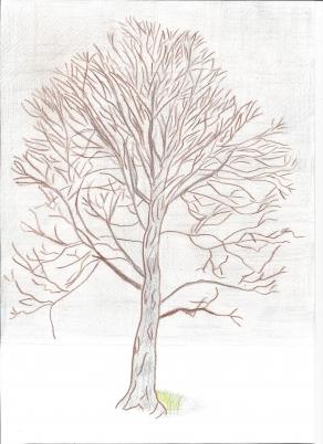 L'albero avvolto dalla nebbia