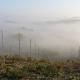 The fog in the vineyard