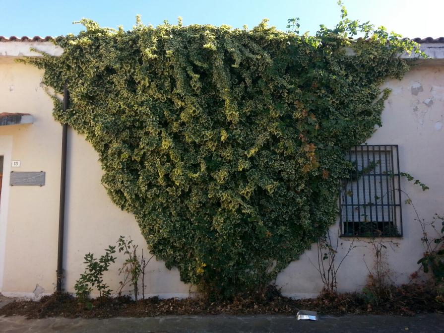 Ottana TNWB*.     (* the natural war begins )