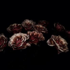 Roses for the desperate 