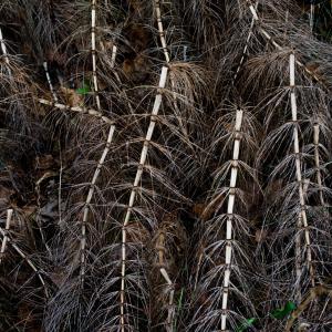 Down by The River Down by The River