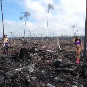 Forest desolation Forest desolation