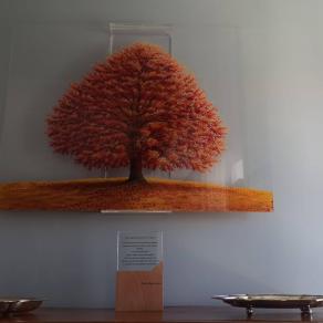 Grande Faggio del Turcio