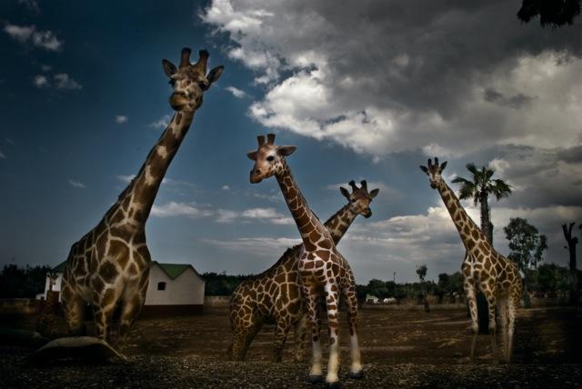 True&false True&false