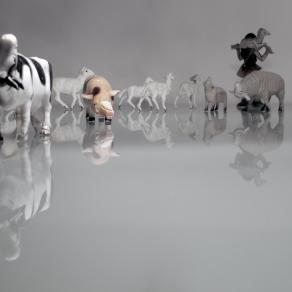 La Primavera di Quirra - Cottimo