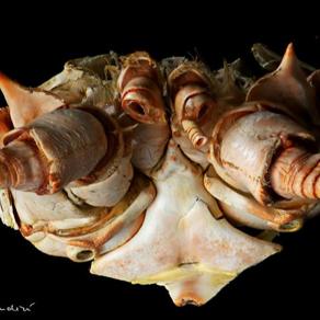 hummer ( homarus gammarus ) Eating to Live or Living to Eat?