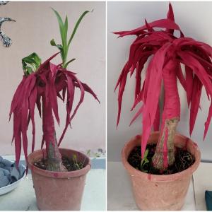 tronchetto della felicità tronchetto della felicità