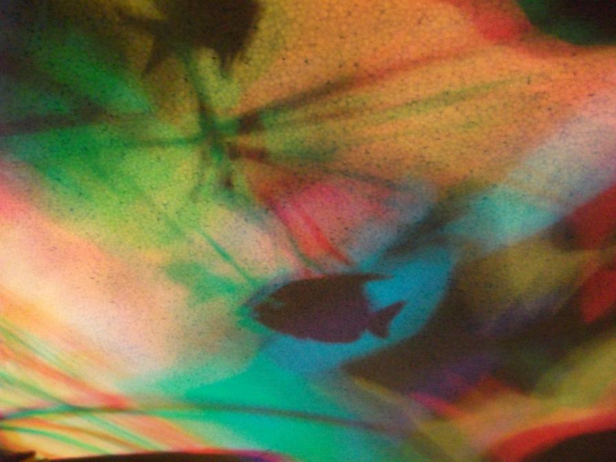 I colori della biodiversità -2015