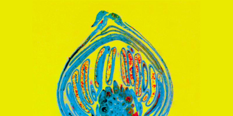 Flora - Fauna Flora - Fauna