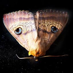 Tales of the Blue Rust