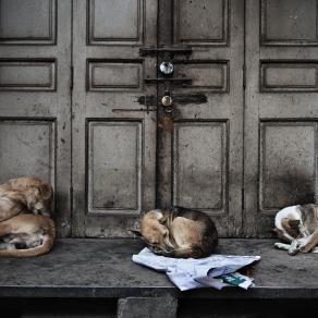 Guardiani. Amritsar, Punjab