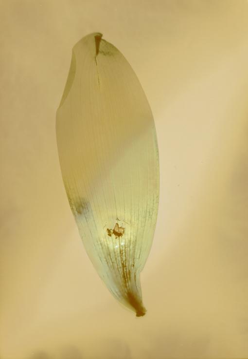 la natura disegna se stessa x4x