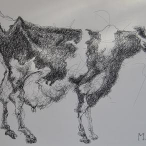 Da " Manuale di zoologia personale": Genus vitulus