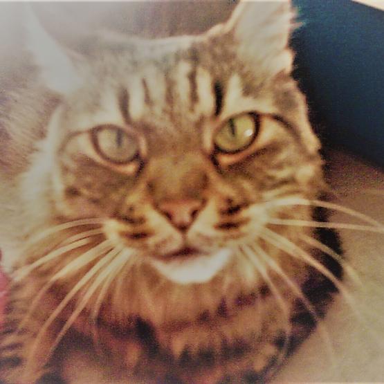 Un gatto non vuole che tutto il mondo lo ami, solo quelli che lui ha scelto di amare !!!