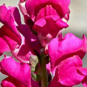 Greece. Kastoria. Comnenus Stones'