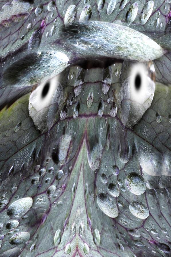 rigoccie di rugiada 02