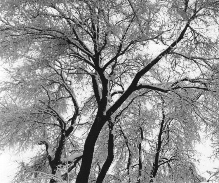 Benvenuto frate Inverno.